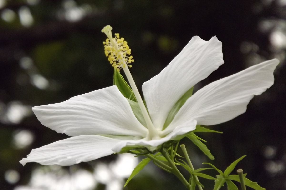 雨後のお花達①