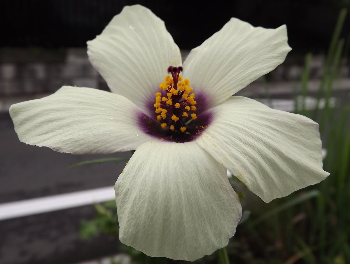 雨後のお花達①