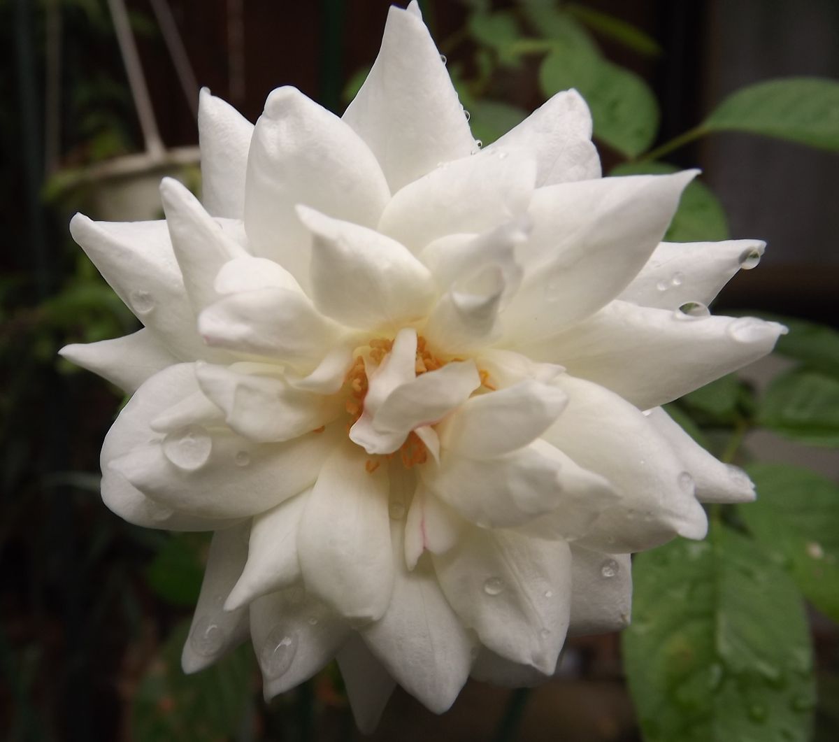 雨後のお花達①