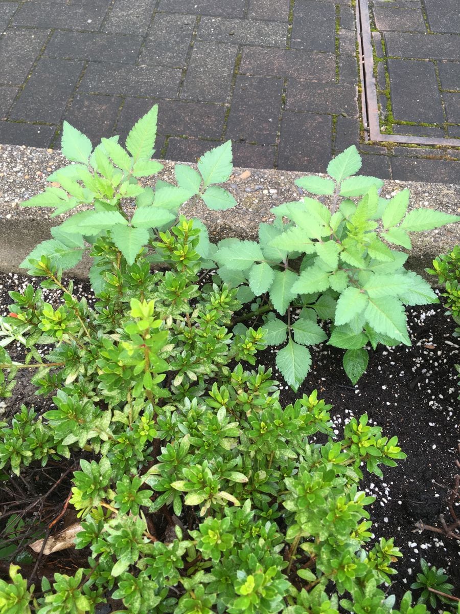 雨模様です😊