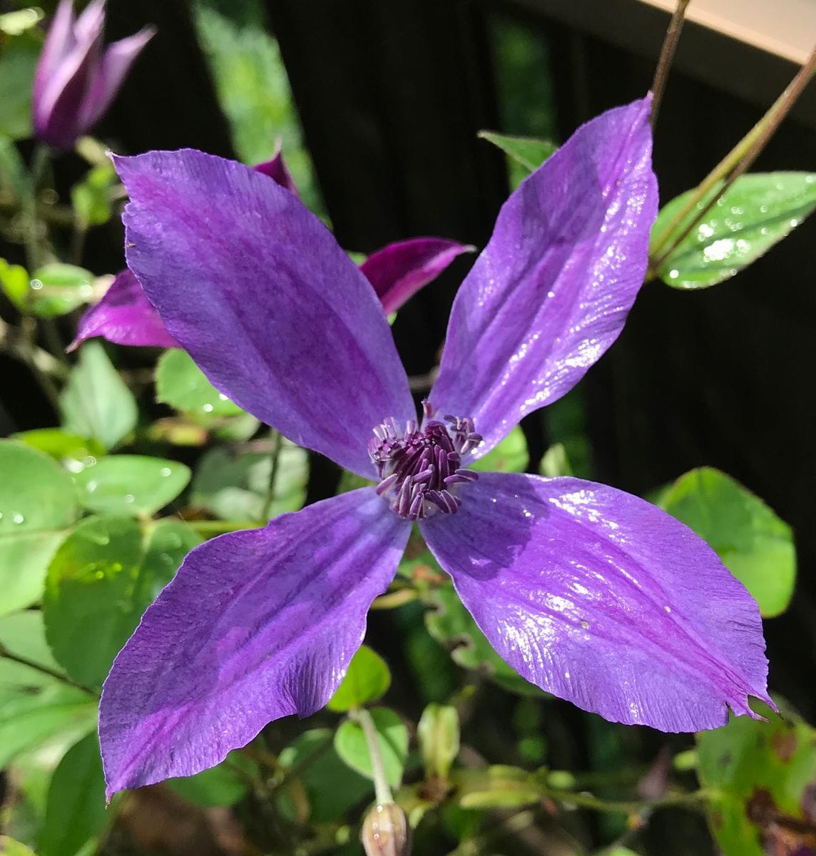 庭の花と生き物たち