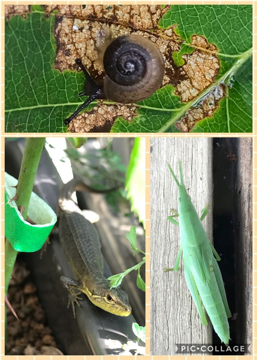 庭の花と生き物たち