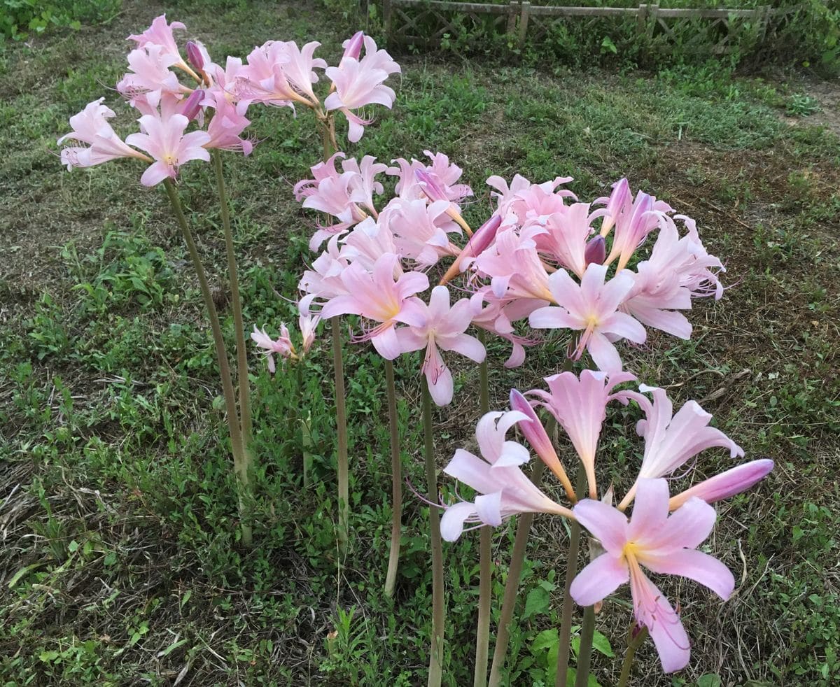 くもり空だと、暗い