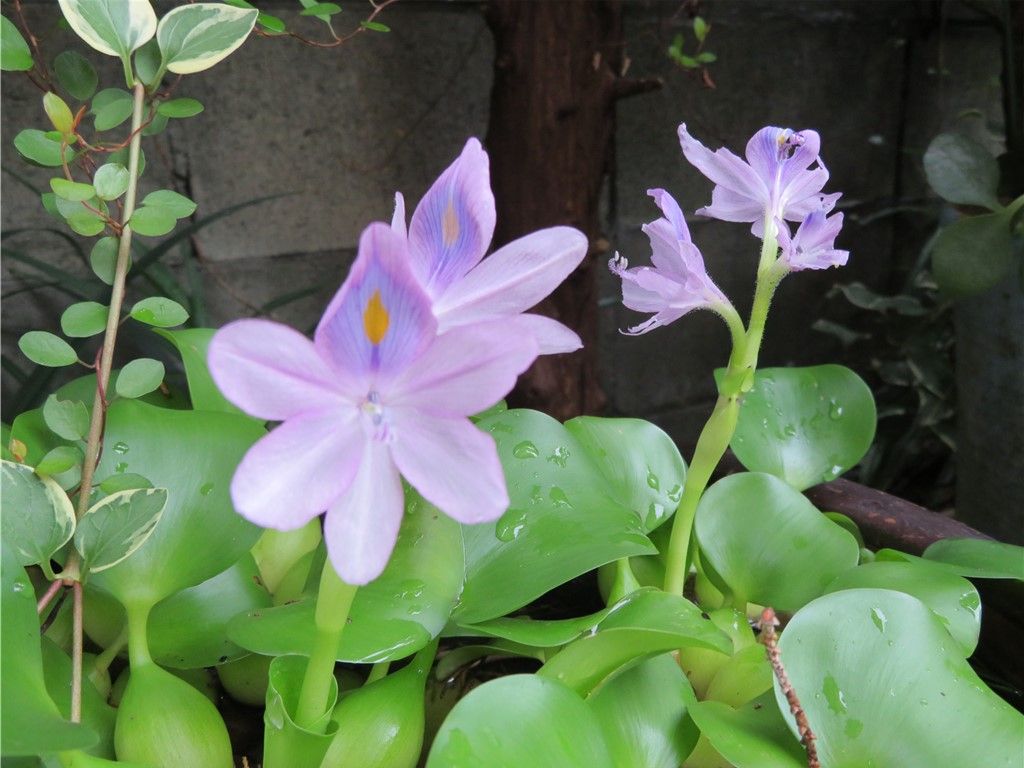 🌻今日の花たち🌻その100