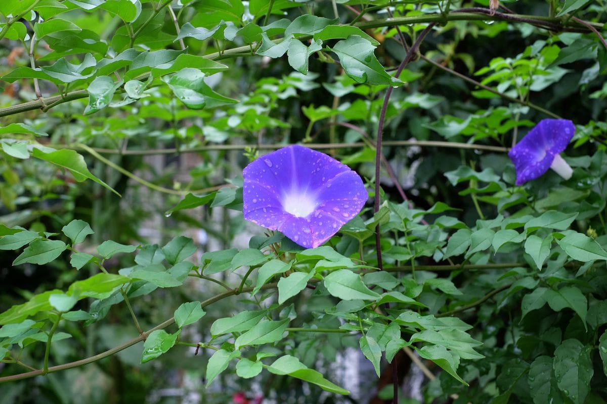 青花朝顔