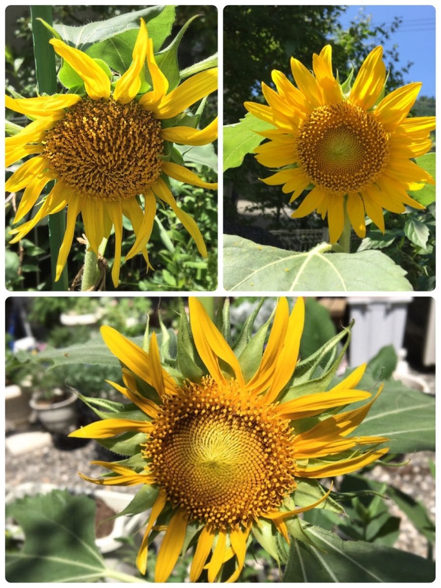 ブサかわヒマワリ🌻 追記あり