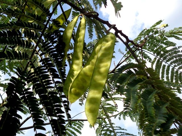 野の花