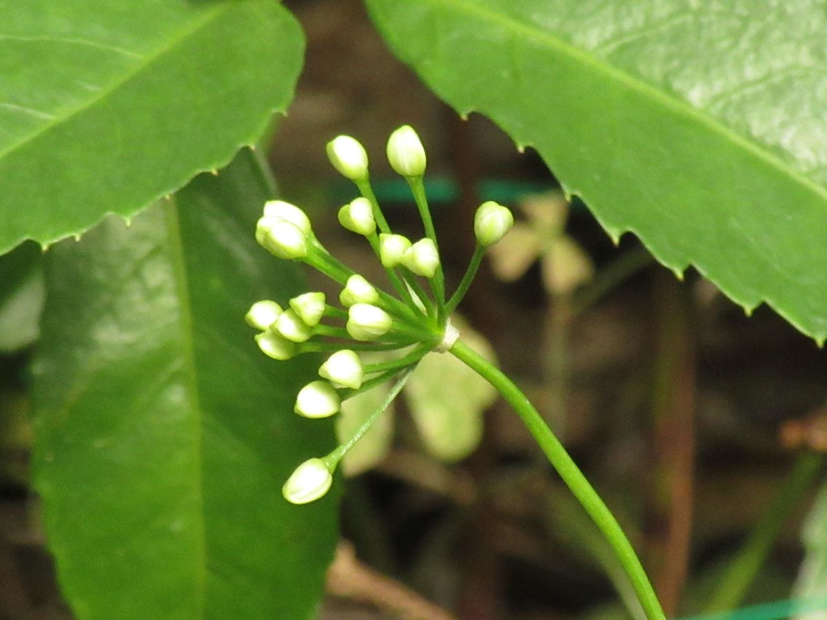 由愛(ゆめ)の花日記♪