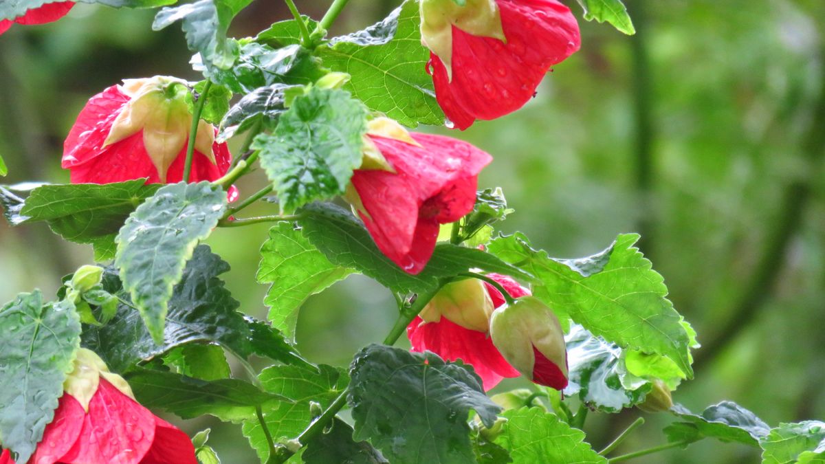 地植えにして急成長～アブチロン