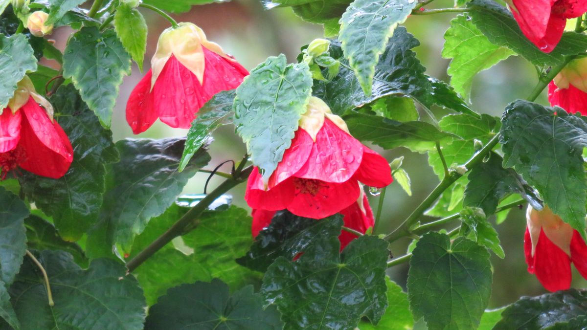 地植えにして急成長～アブチロン