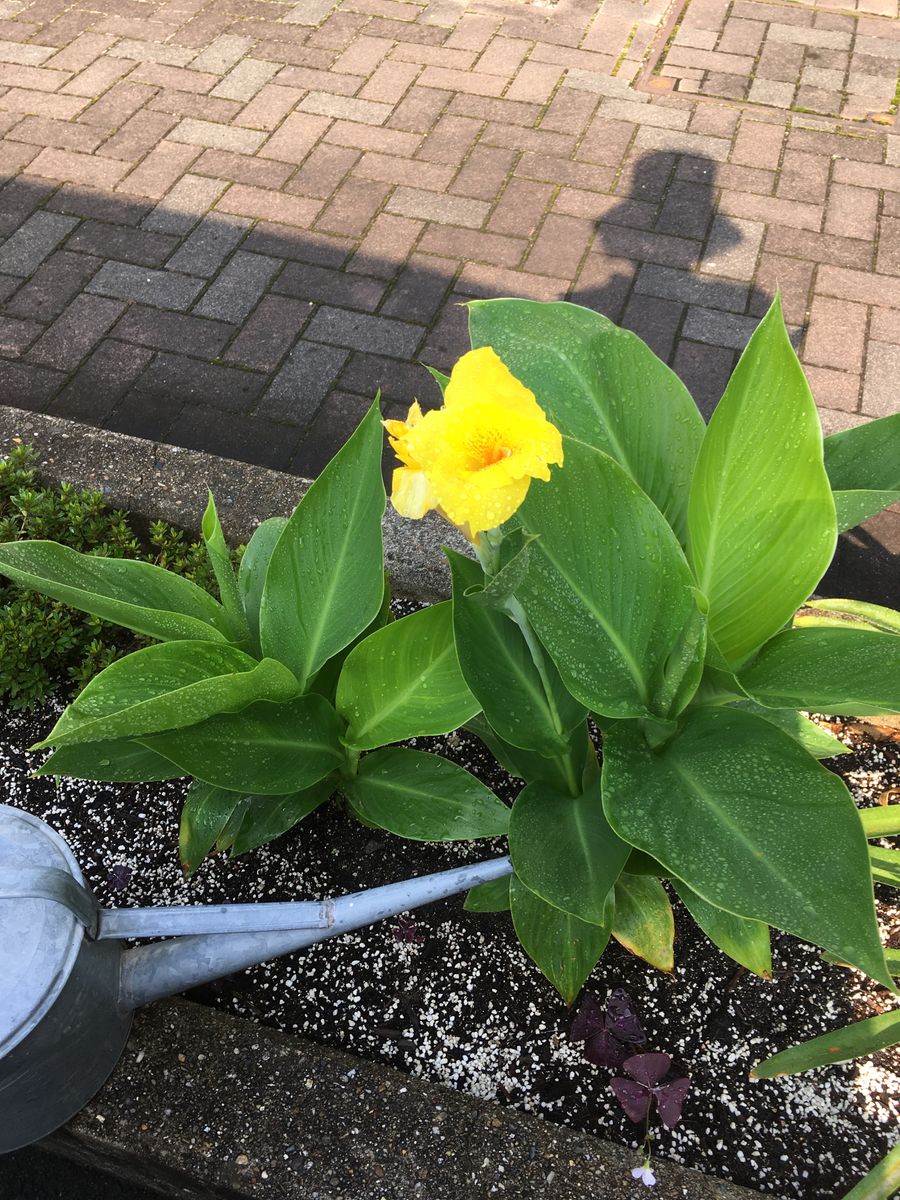 今朝の植物たち😃