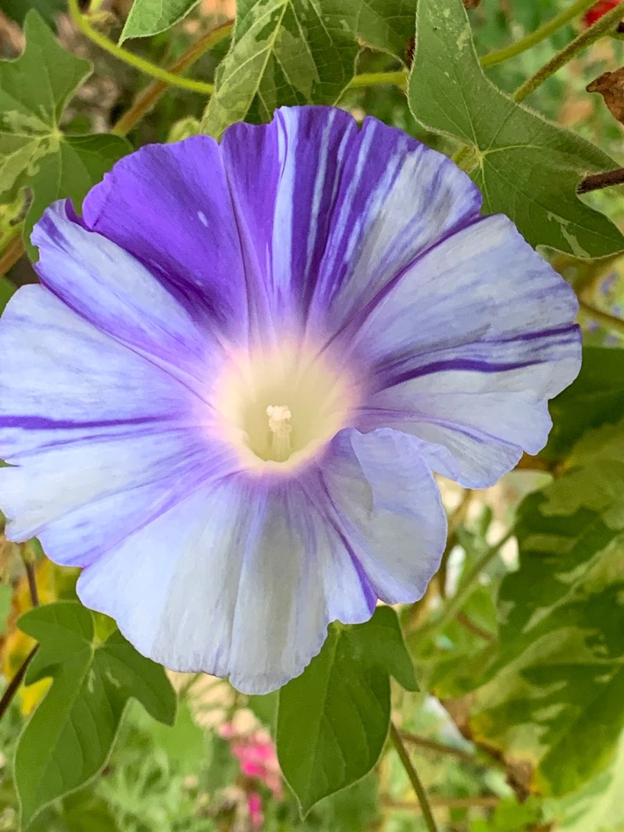 今日のお花は(✿˘艸˘✿)