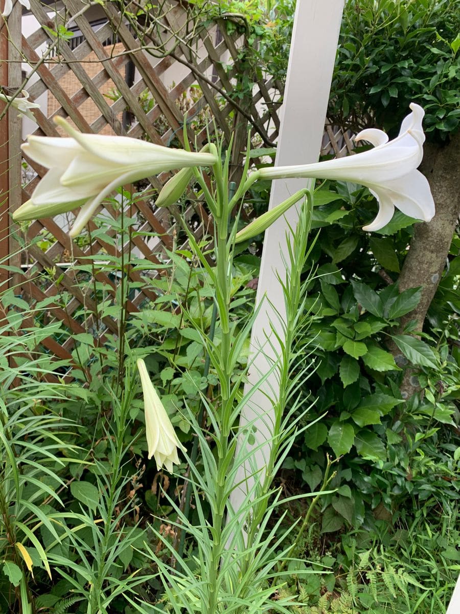 今日のお花は(✿˘艸˘✿)