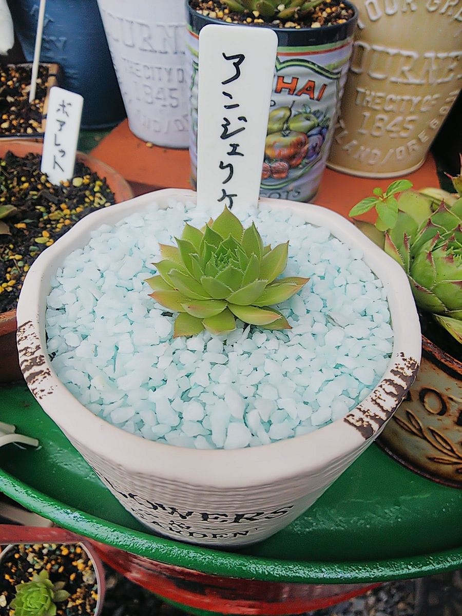 ひたすら草をむしる