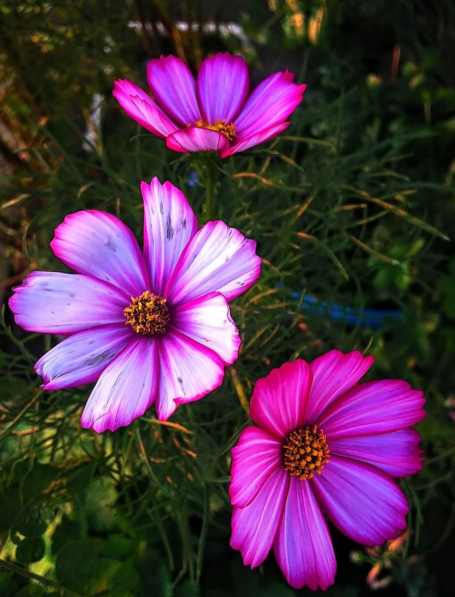 朝陽を浴びる花たち🌺