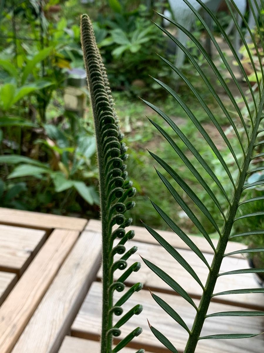 朝は気持の良い涼しさヽ(ﾟ∀ﾟ)ﾉ🌿