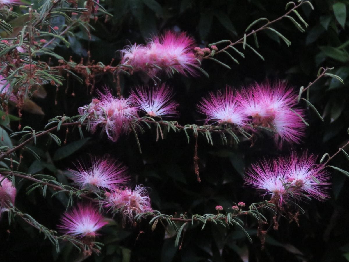 雨に濡れるトキワネムの花