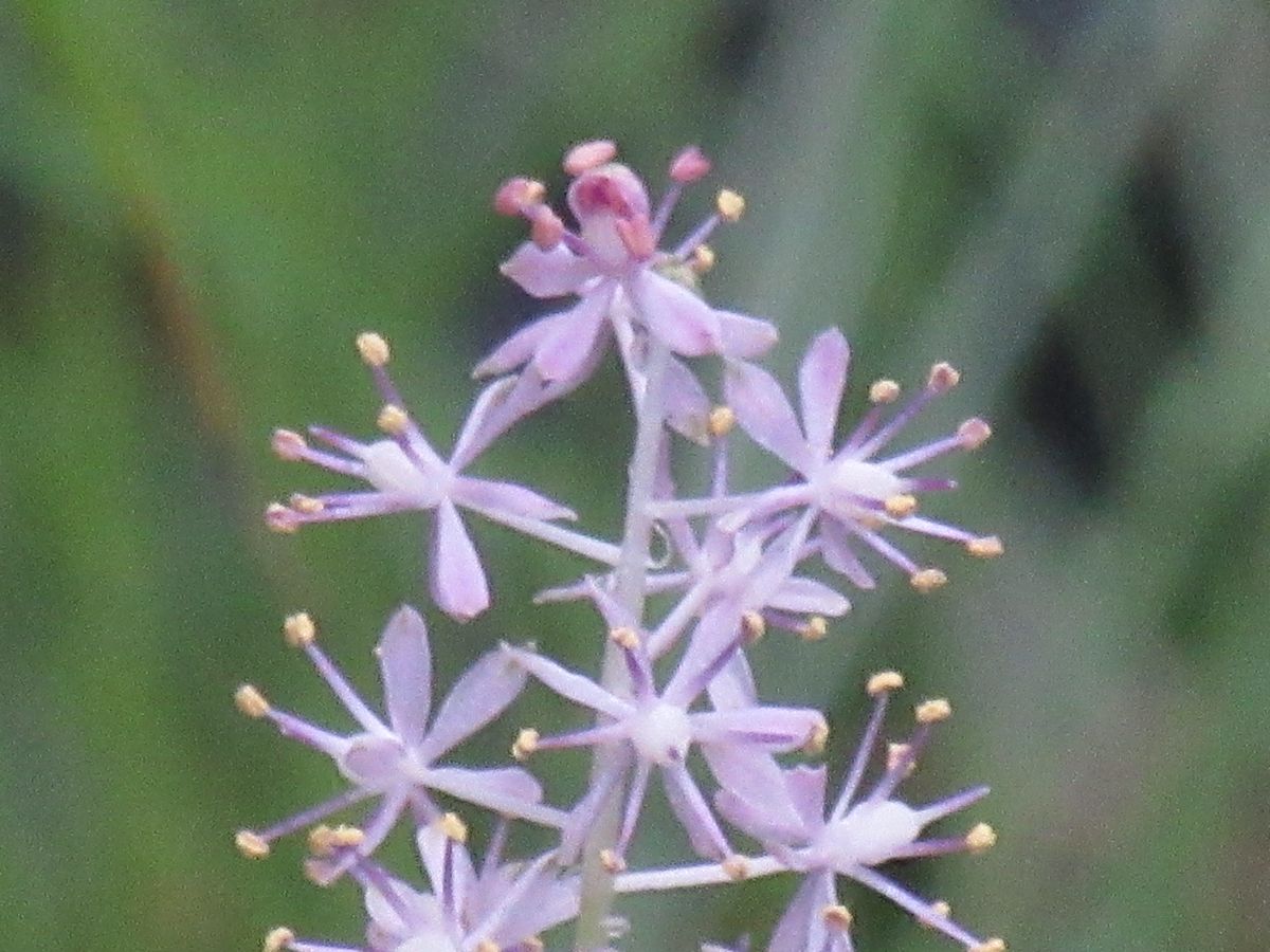 由愛(ゆめ)の花日記♪