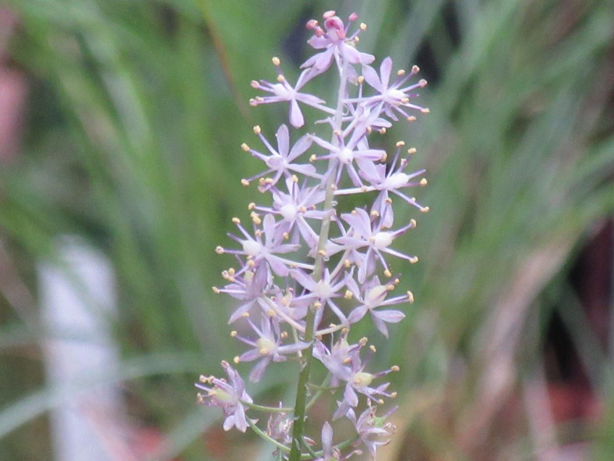 由愛(ゆめ)の花日記♪