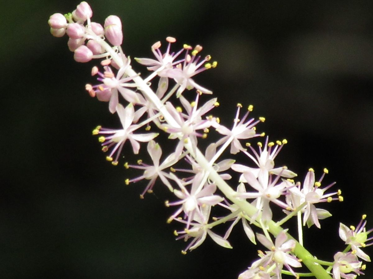 由愛(ゆめ)の花日記♪