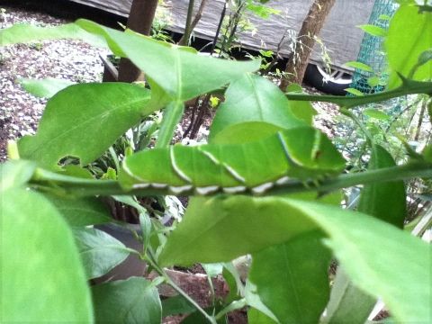 柚子の木に幼虫