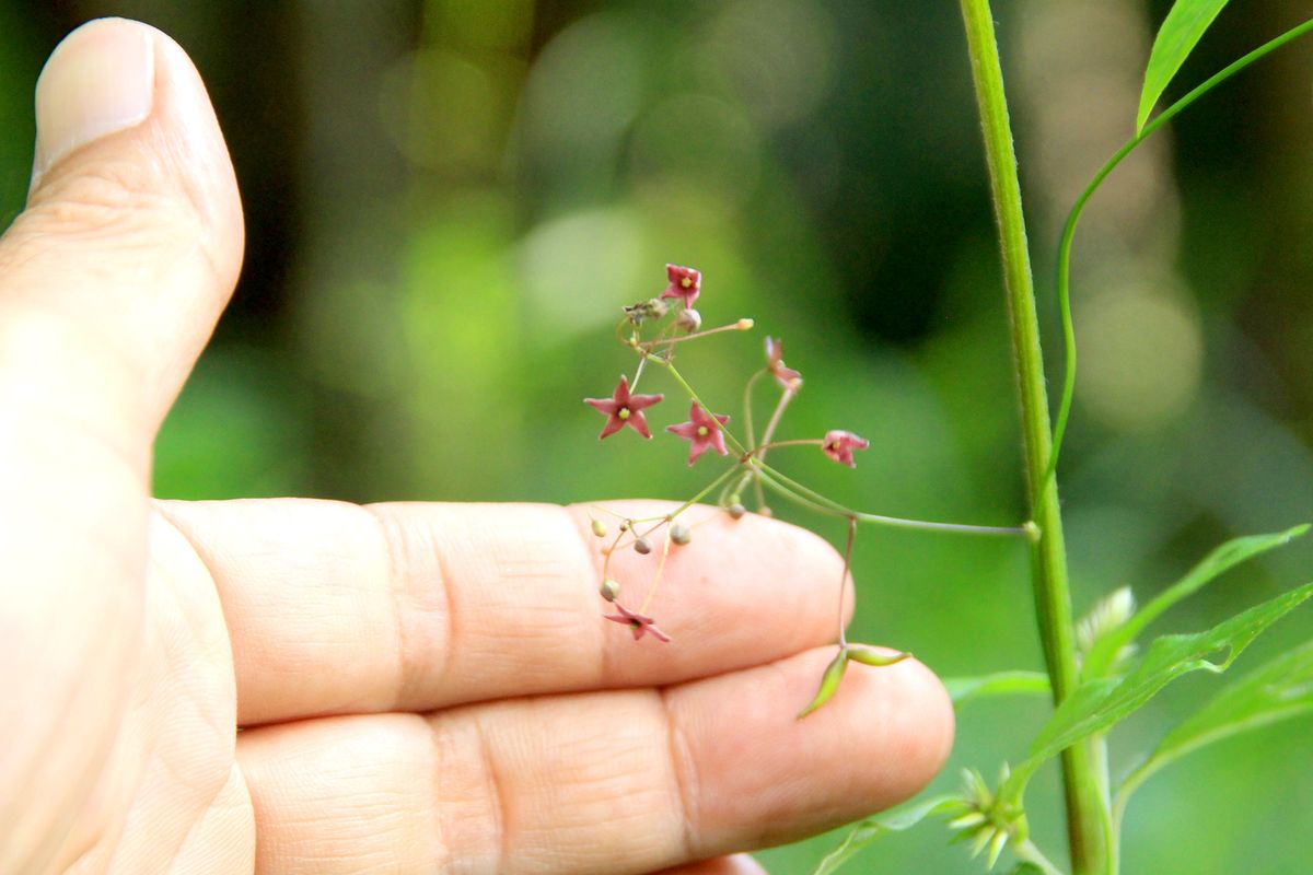 ひっそり園内に暮らしている野草「コカモメヅル」