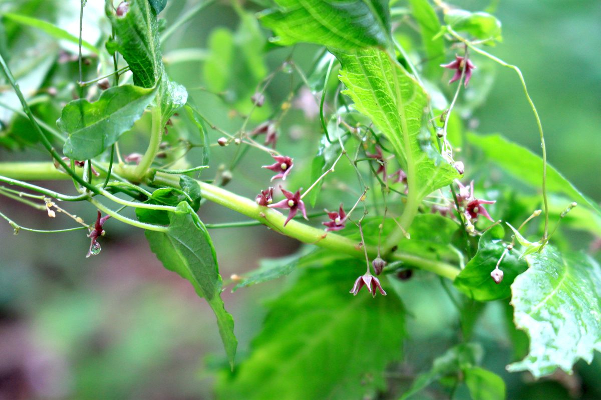 ひっそり園内に暮らしている野草「コカモメヅル」