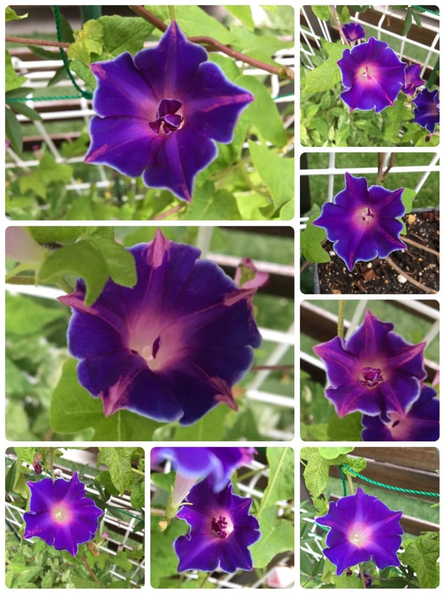 久しぶりの青い花