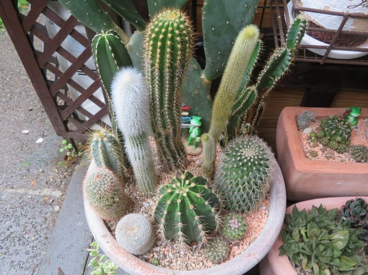 色々揃った🌵サボテン🌵の仲間