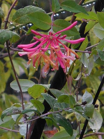 今日の花・・