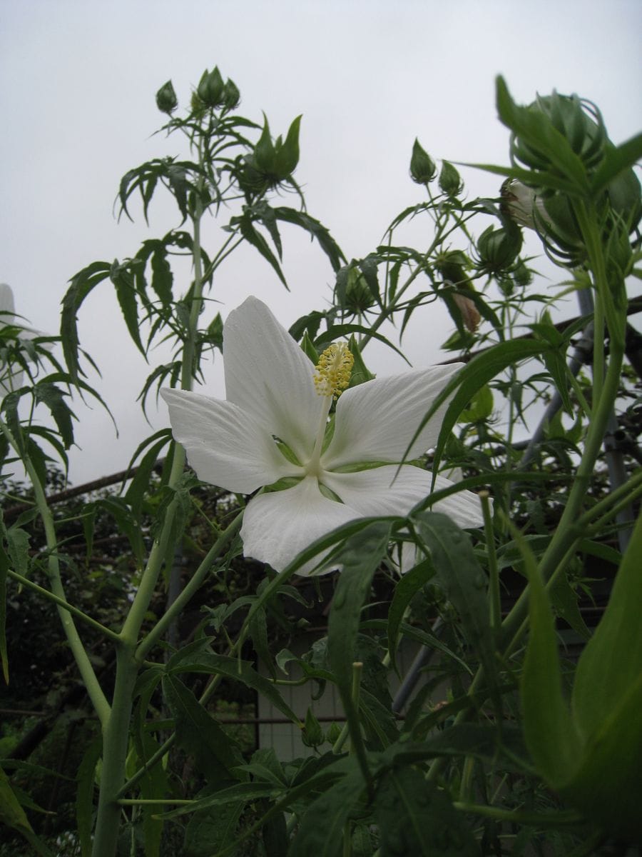 白花モミジアオイ　100輪目