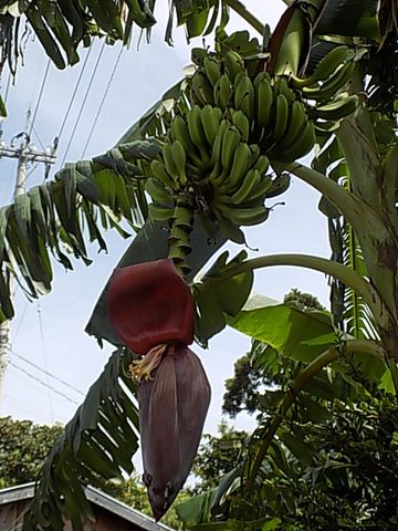 バナナ🍌とノカンゾウ