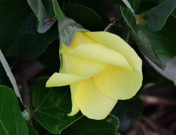 晩夏にハマボウの花