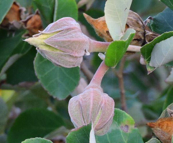 晩夏にハマボウの花