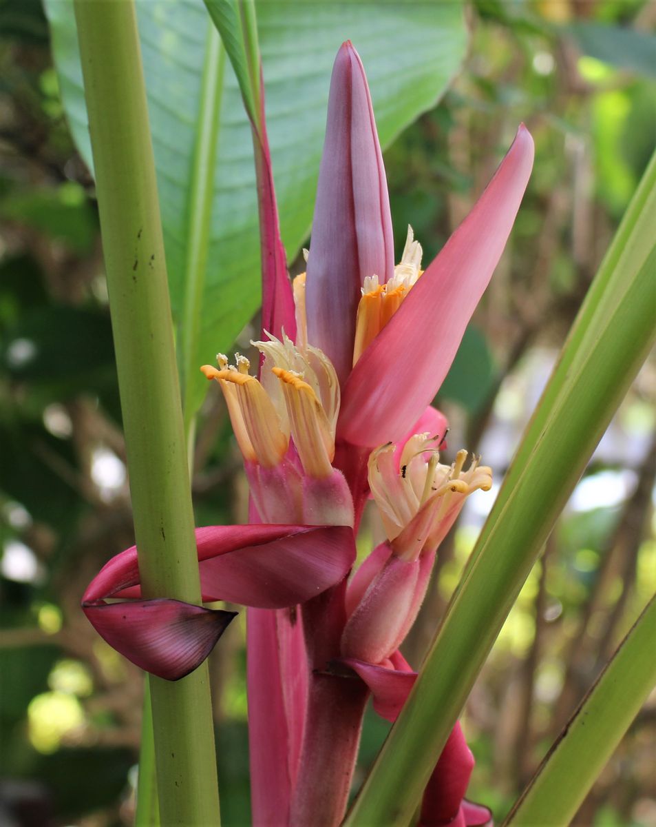 バナナの花が急いで