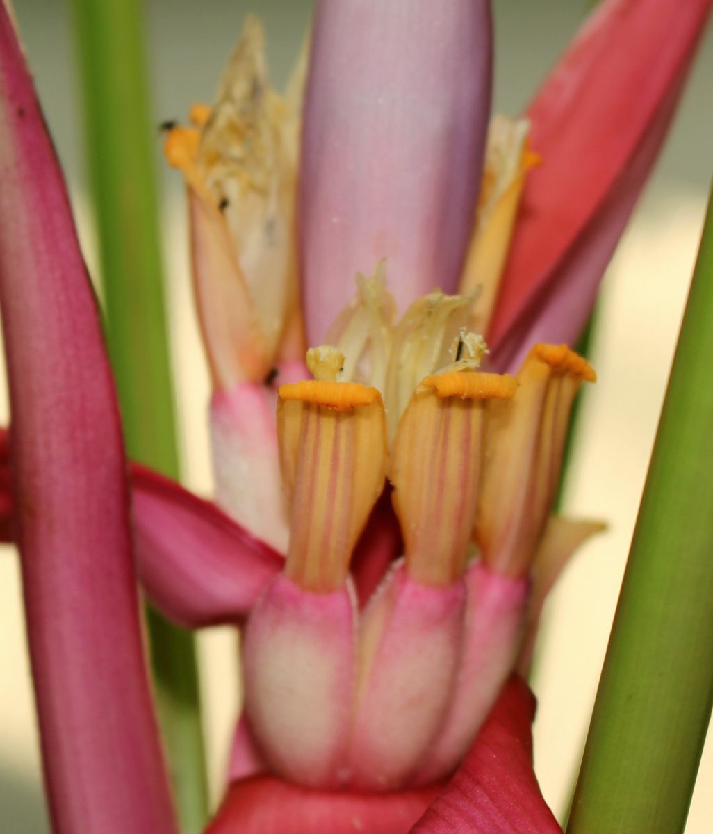 バナナの花が急いで