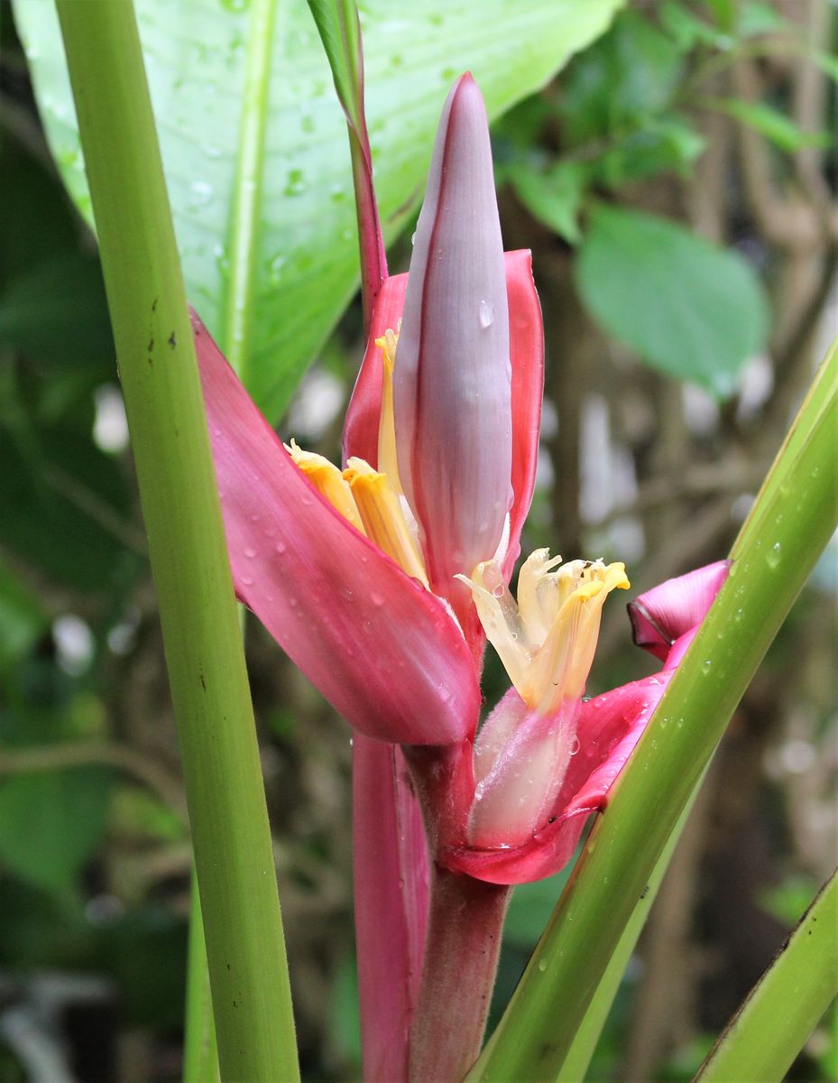 バナナの花が急いで