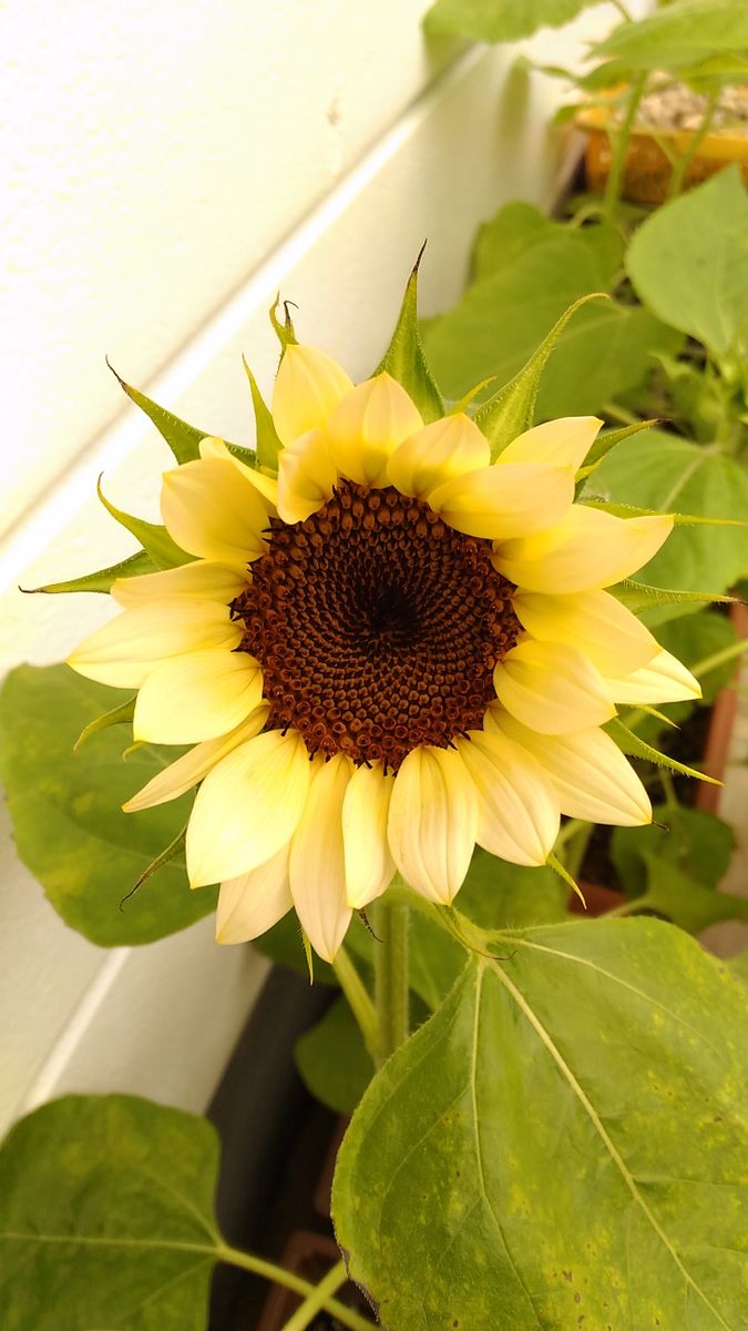 ひまわり🌻2種🌻開花間近