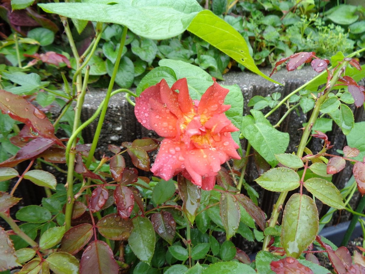 雨の中のバラ