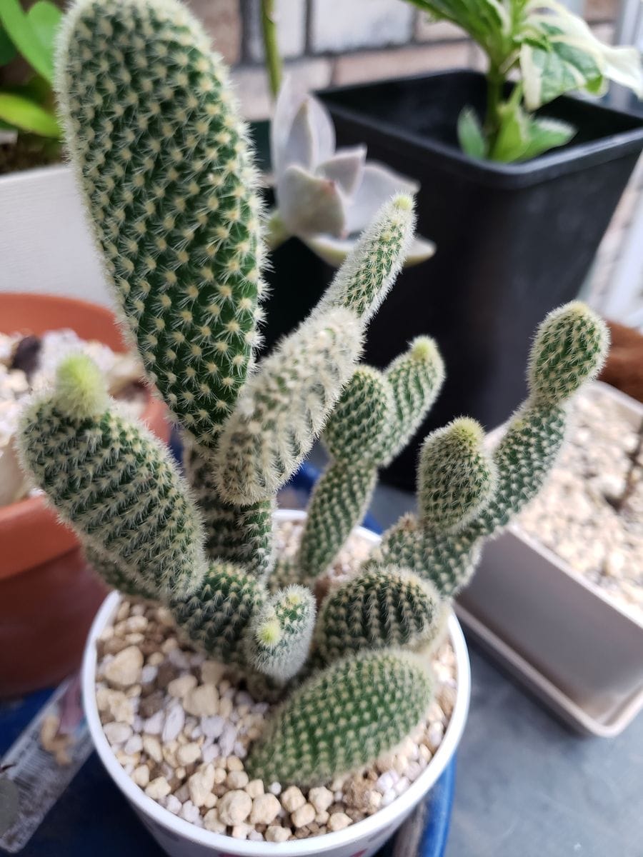 バニーカクタスのベイビーちゃん🌵