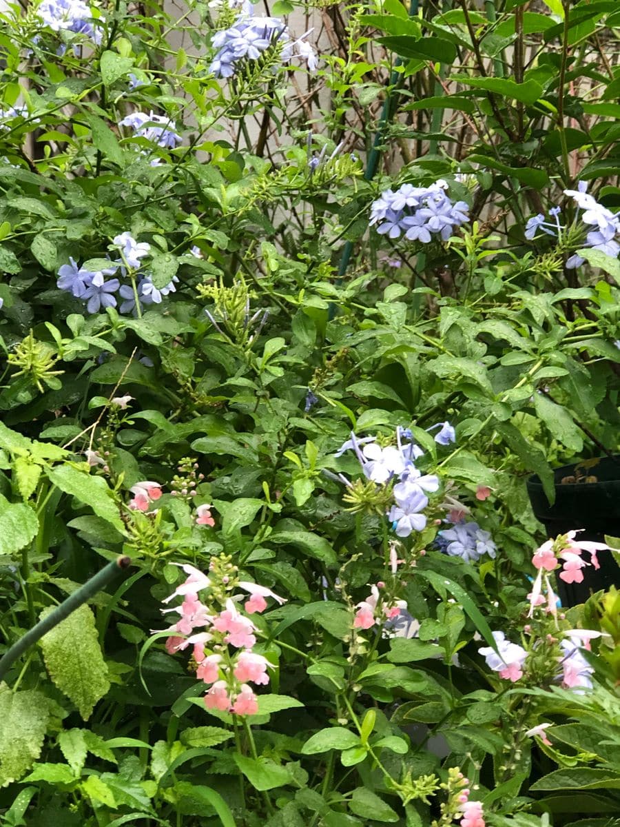 ルリマツリも花が増えてきました！