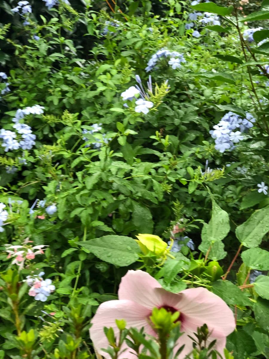 ルリマツリも花が増えてきました！