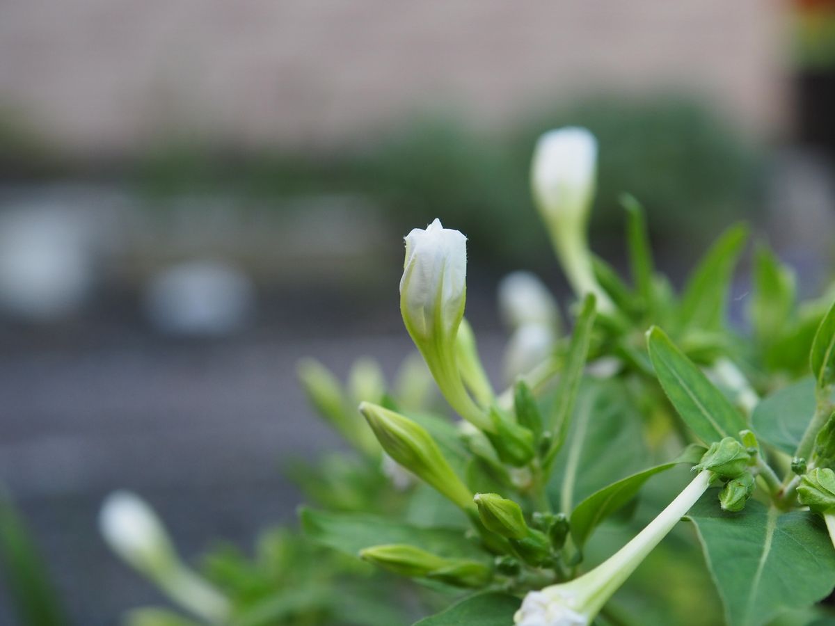 明日咲く花？