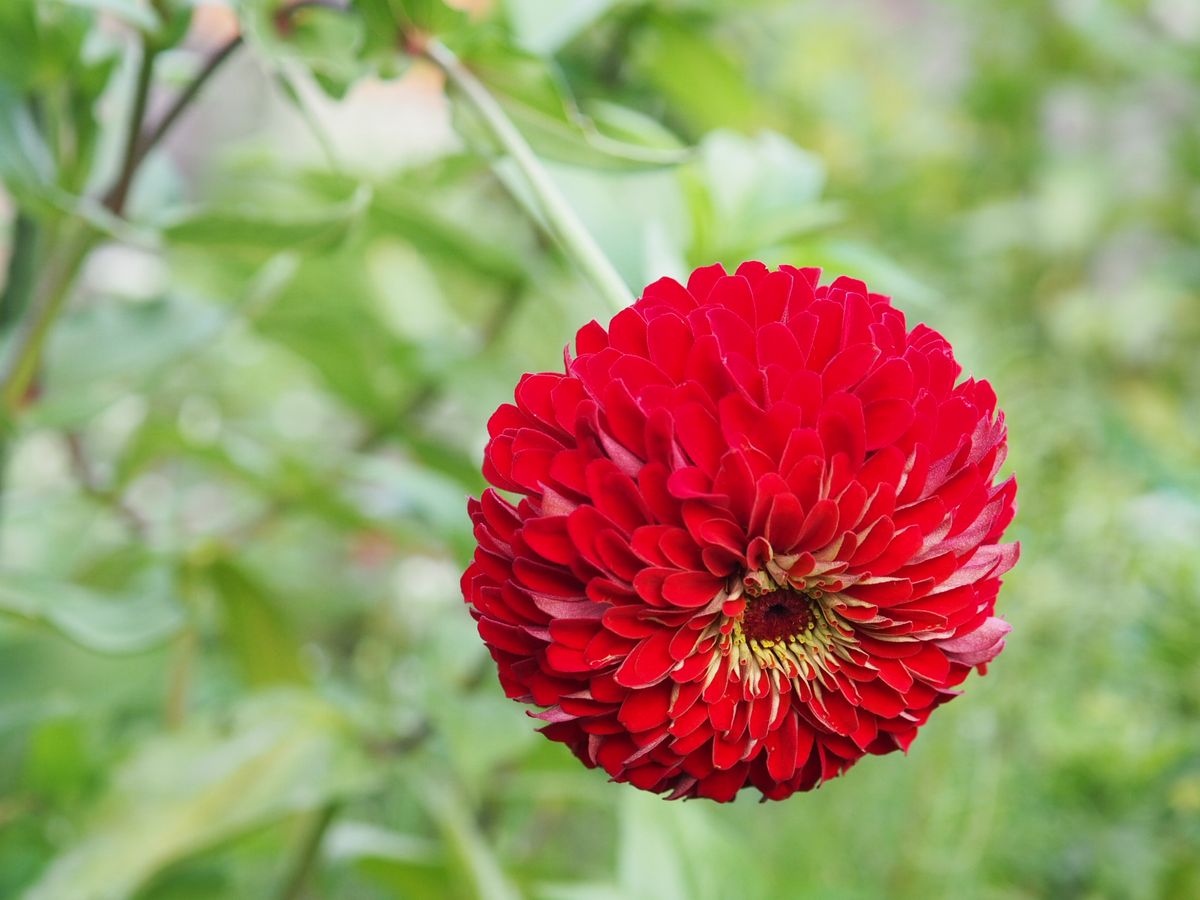 明日咲く花？