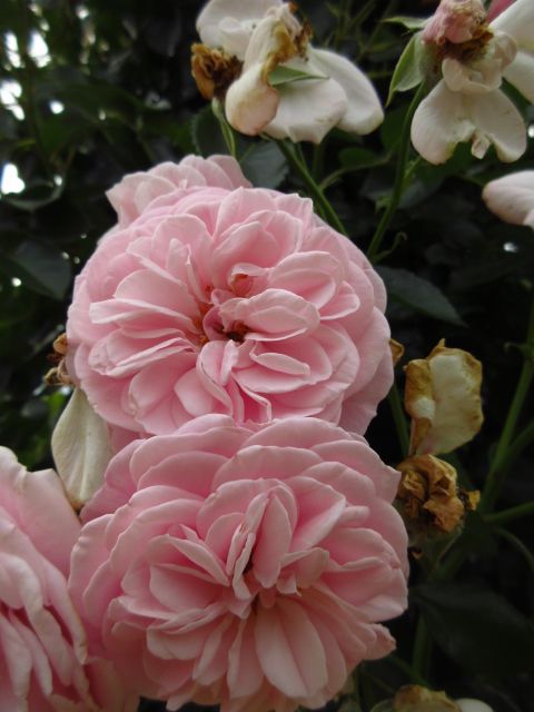 美しい天使の薔薇に、千葉や横浜で逢いました。