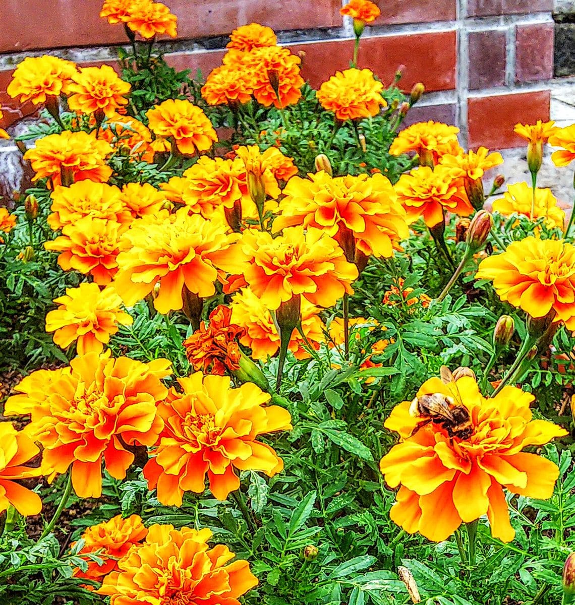 マリーゴールドの花壇☀️