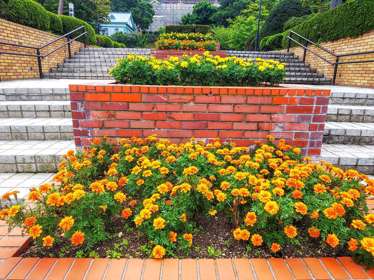 マリーゴールドの花壇☀️