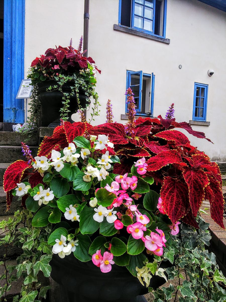 旧英国領事館の花たち🌺