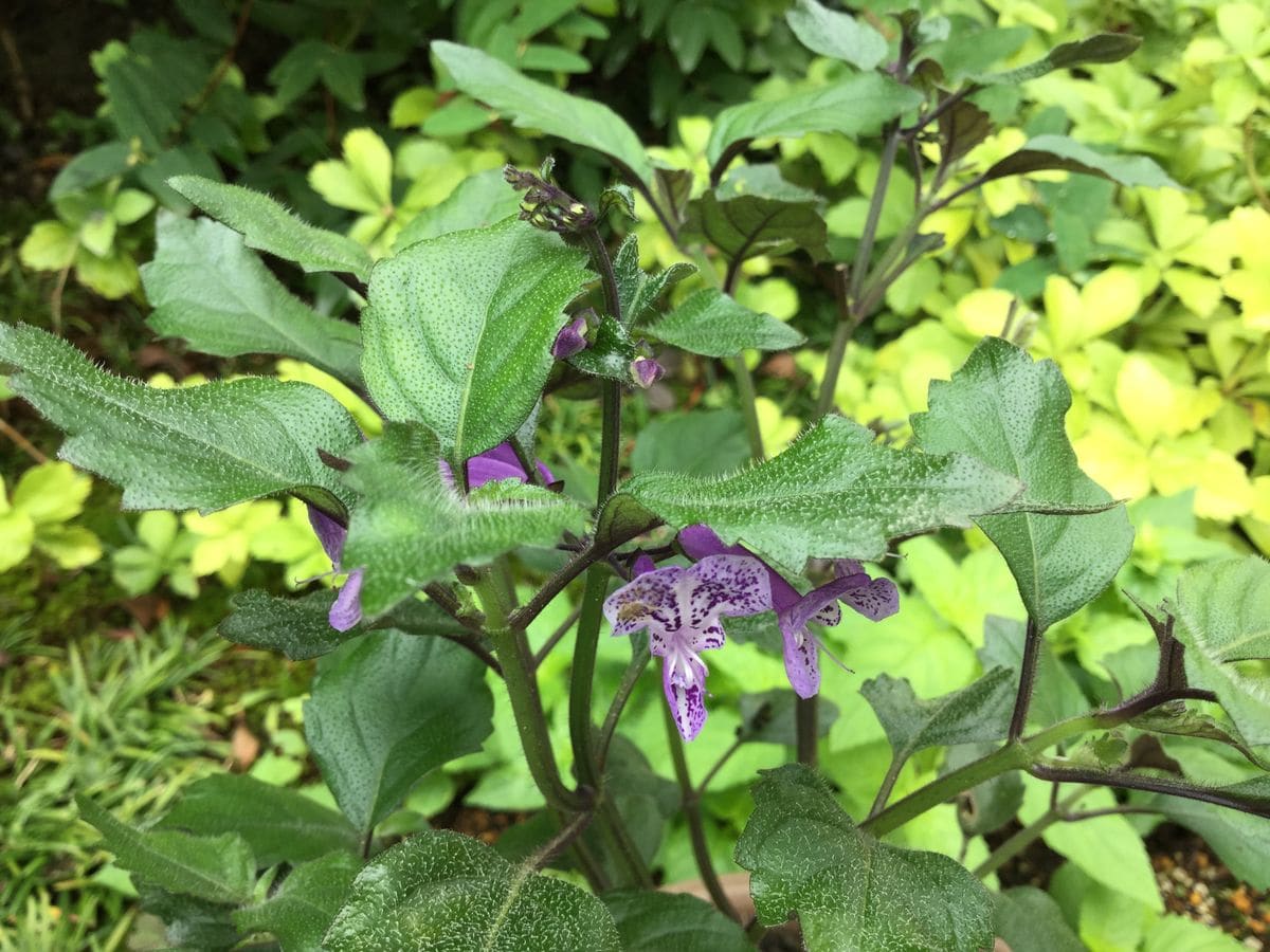 神秘的な花モナラベンダー