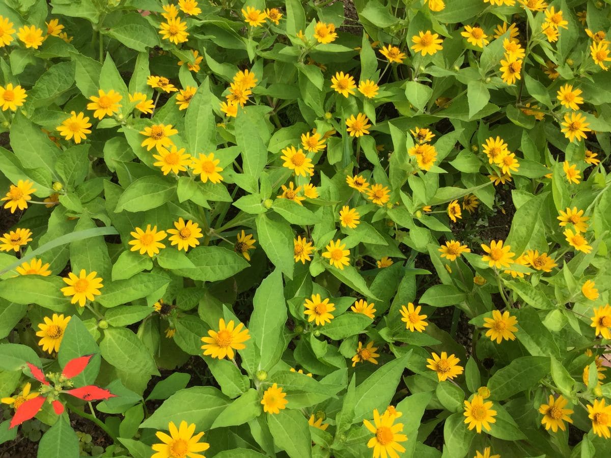 神秘的な花モナラベンダー